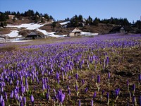 Crocus Crocus